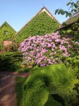 Rhododendron auf dem Hof
